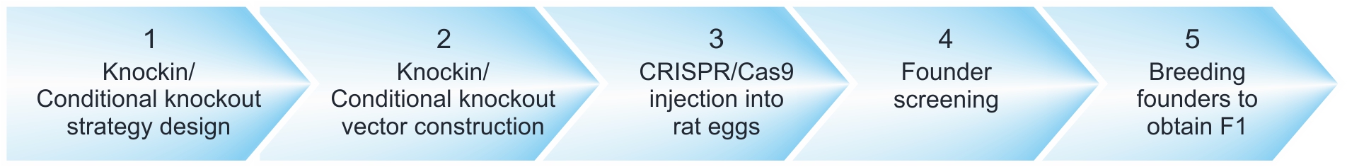 crispr/cas9 knockin rats service