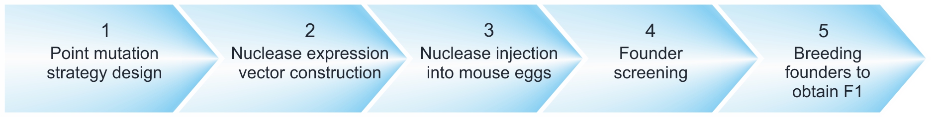 CRISPR/Cas-mediated point mutation mouse services