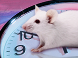 the mammalian half-circadian clock