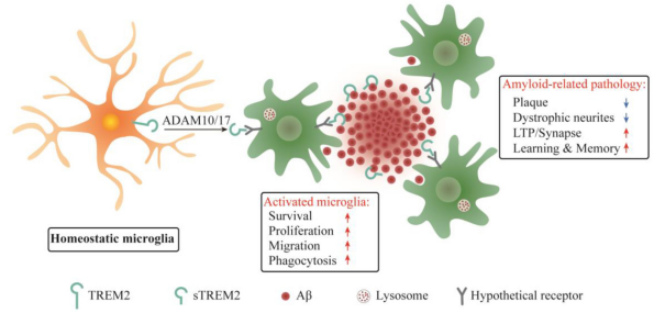 [gene Of The Week] Alzheimers Disease And Genes Trem2 Community