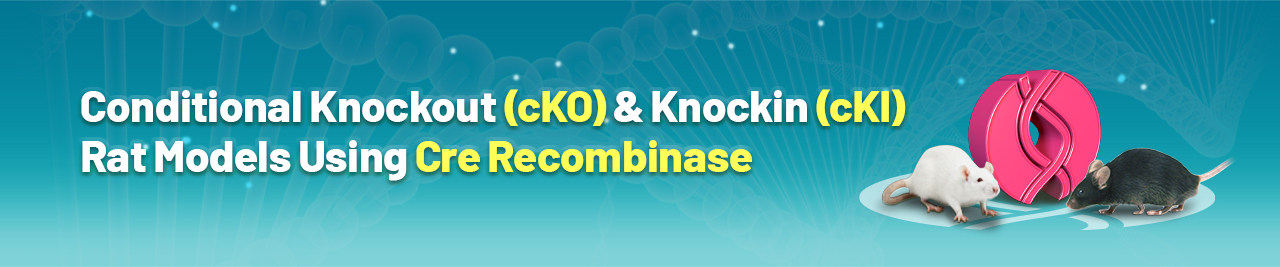Conditional Knockout & Knockin Rat Models Using Cre/Lox | Cyagen US Inc.